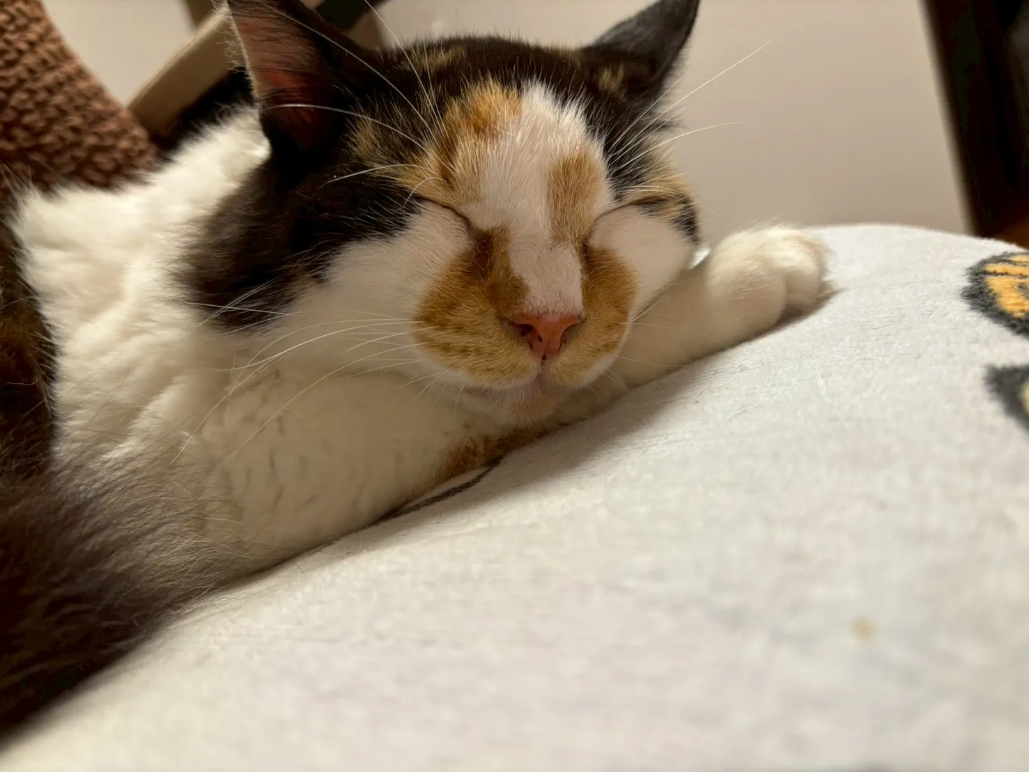 眠る三毛猫の横顔。やわらかな毛並み。