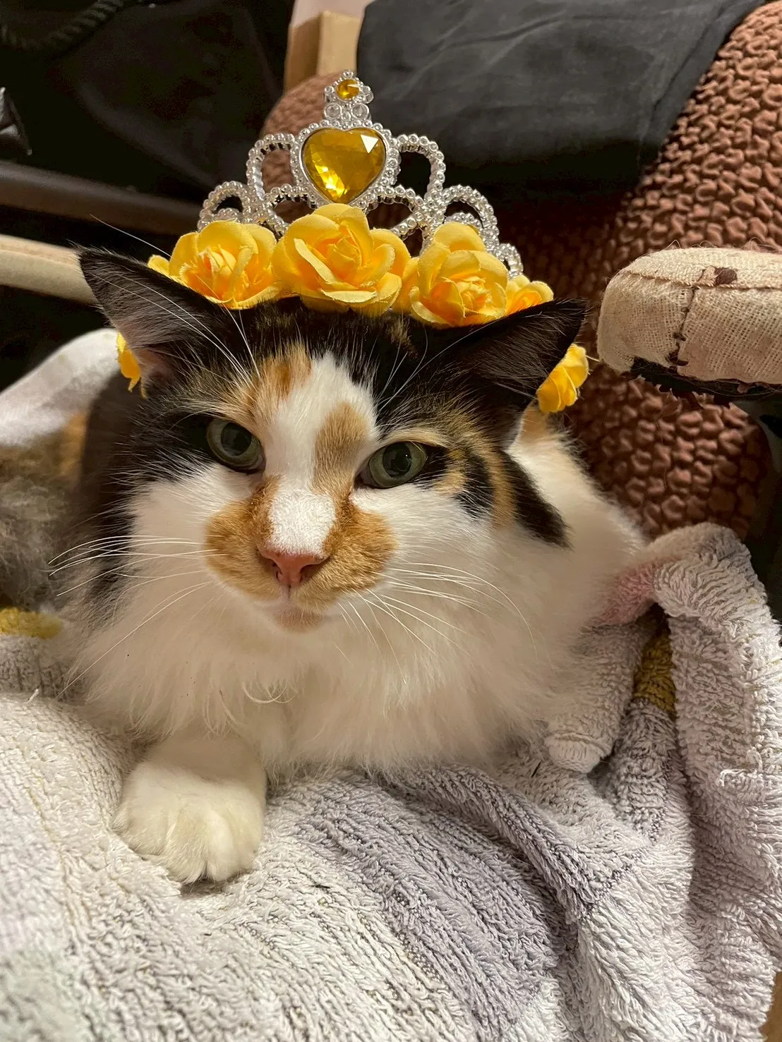 ティアラをまとった三毛猫の女王。