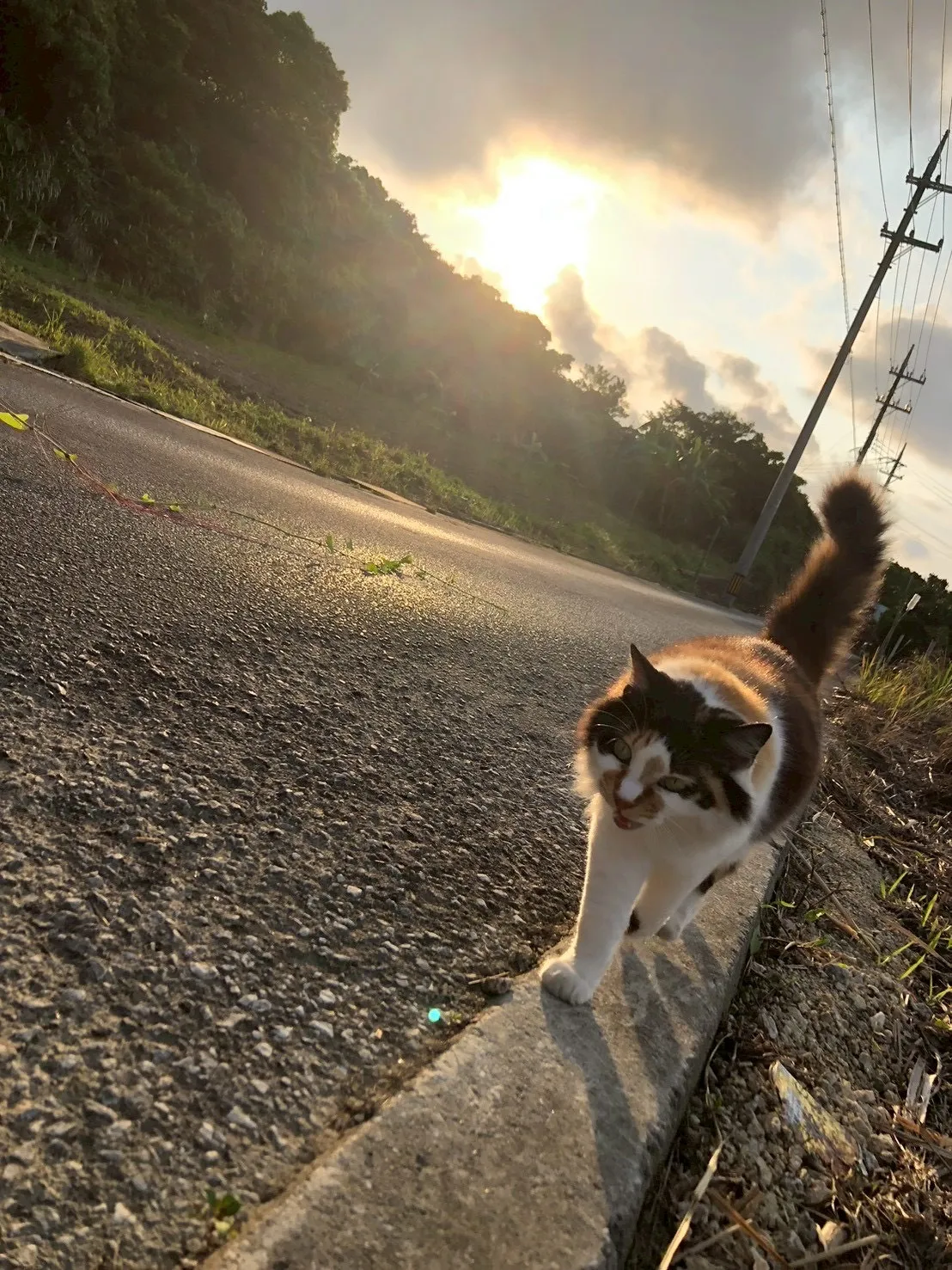 夕暮れの道を歩く三毛猫の後ろ姿。
